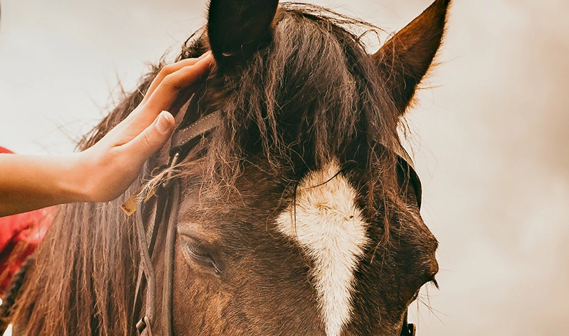 Equine Therapy